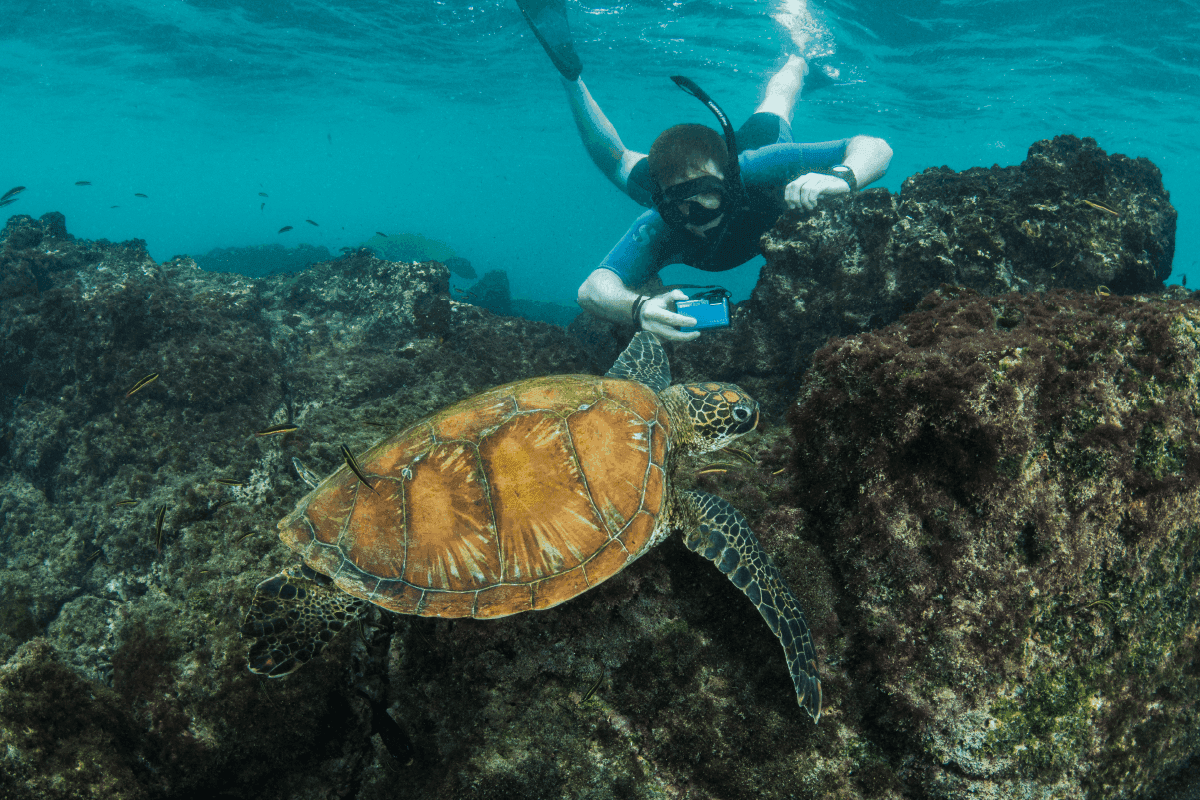 A turtle of the Galapagos