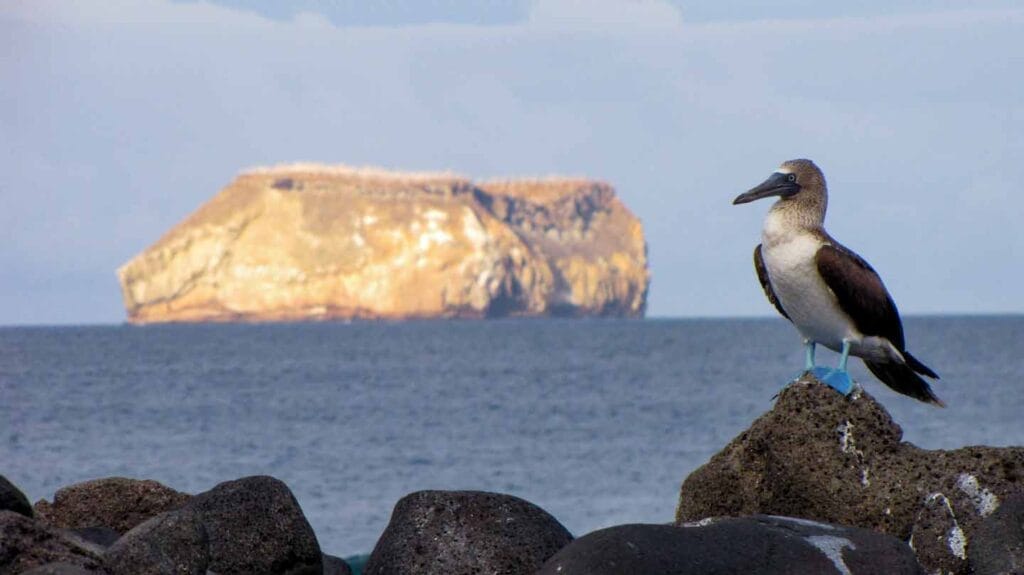 North Seymour Island