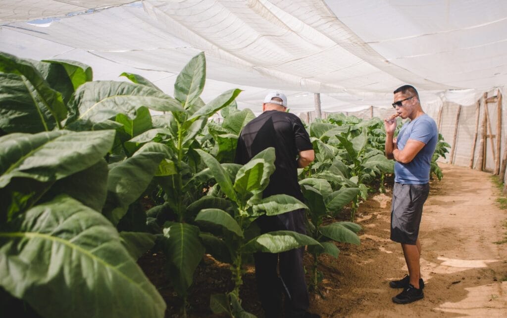  tobacco farm