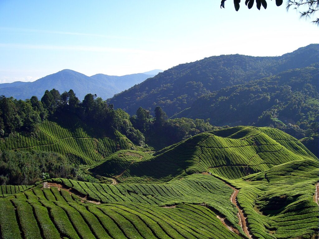 Cameron Highlands Itinerary