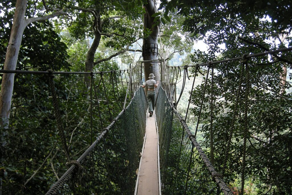 Taman Negara Itinerary