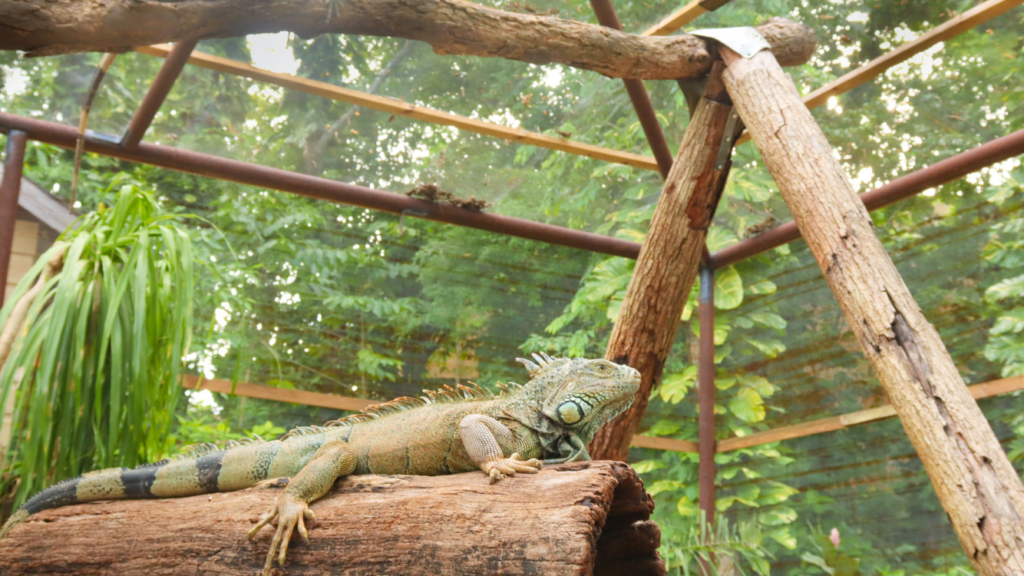 Belize Iguana Project