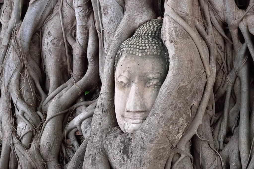 Buddha head entwined in tree roots