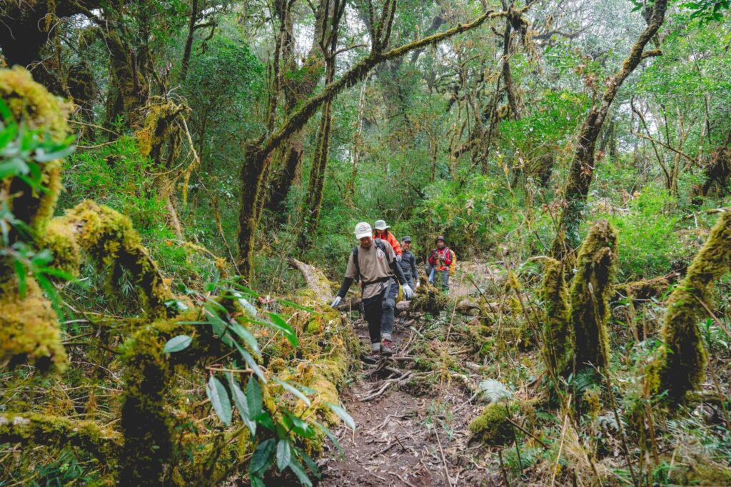 The Mossy Forest 